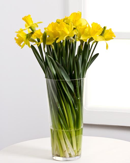 Daffodils (min. order 3000 Ft)
