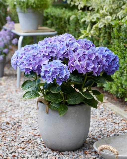 Hydrangea