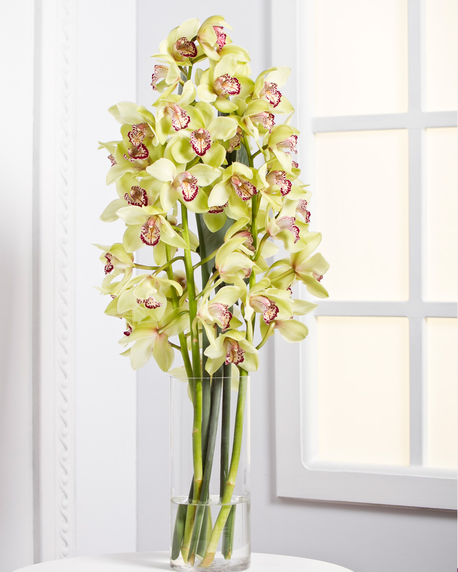 Orchidea