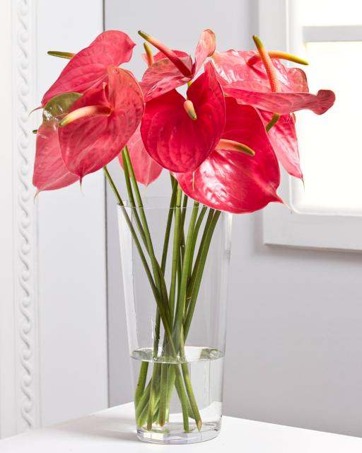 Flamingo Flowers (min. order 5400 Ft)